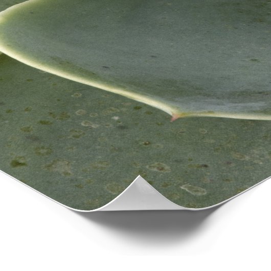 Poster Motif Cactus (Coin)