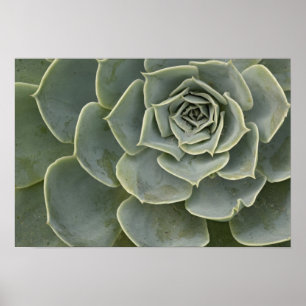 Poster Motif de cactus