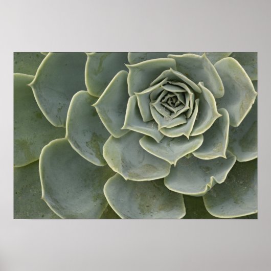 Poster Motif de cactus (Devant)