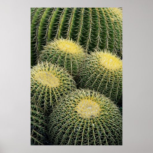 Poster Motif de cactus (Devant)