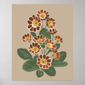 Poster Motif de fleurs Primula (Devant)