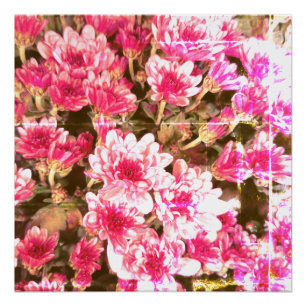 Poster Motif de floraison florale rose – Conception botan