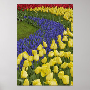 Poster Motif de jardin de Grape Hyacinth fleurs et