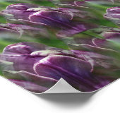 Poster Motif de la nature des fleurs de tulipe violet (Coin)