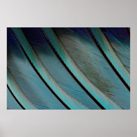 Poster Motif de plume bleue (Devant)