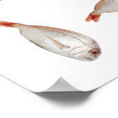 Poster Motif de poisson (Coin)