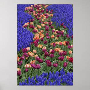 Poster Motif de tulipes et de fleurs de raisin Hyacinth,