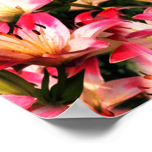 Poster Motif naturel à fleurs blanches (Coin)