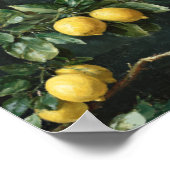 Poster Motif sans couture d'arbre citronnier (Coin)