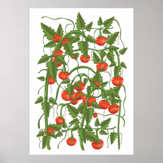 Poster Motif Tomates (Devant)