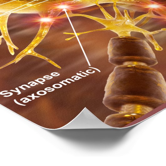 Poster Motor Neurons (Coin)