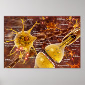 Poster Motor Neurons (Devant)