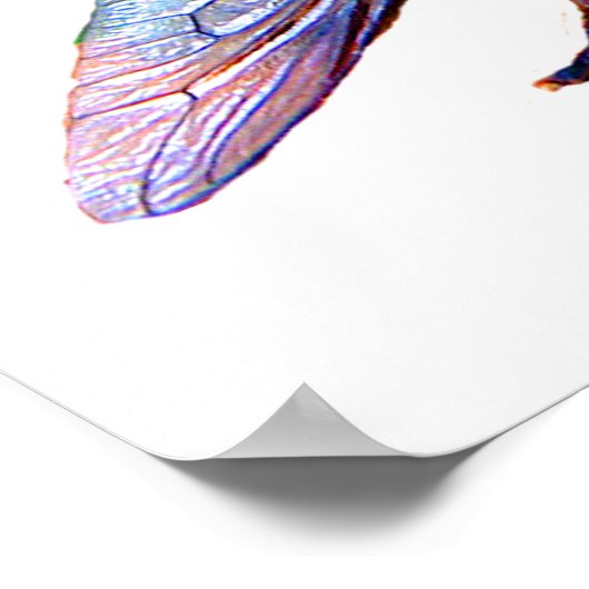 Poster Mouche (Coin)