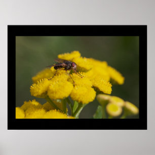 Poster Mouche sur la fleur