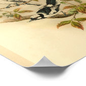 Poster Moucherolle à couronne blanche Oiseau noir Vintage (Coin)