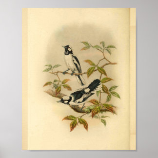 Poster Moucherolle à couronne blanche Oiseau noir Vintage