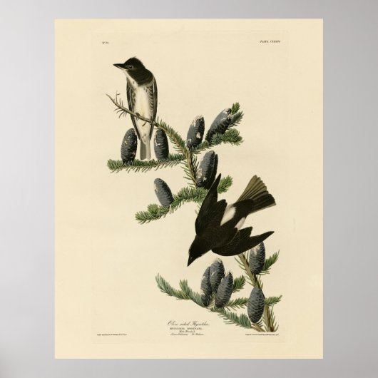 Poster Moucherolle à face olive, les oiseaux d'Amérique d (Devant)