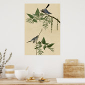 Poster Moucherolle gris bleu (Cuisine)