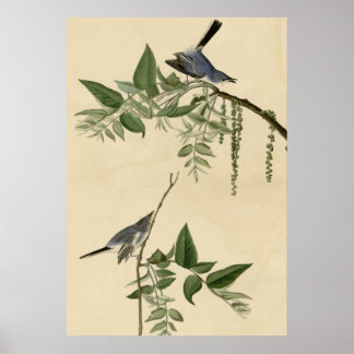 Poster Moucherolle gris bleu