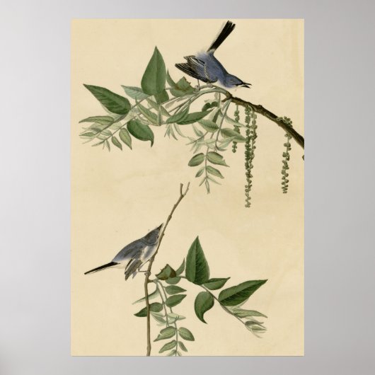 Poster Moucherolle gris bleu (Devant)
