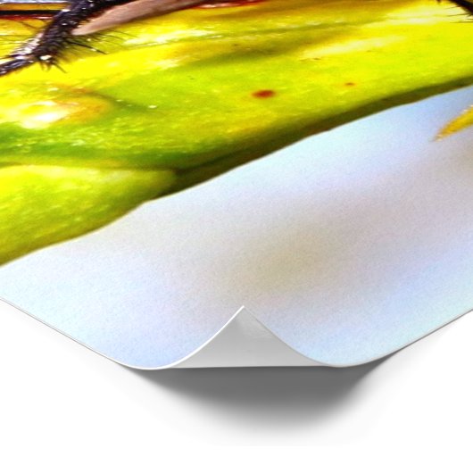 Poster Mouches (Coin)