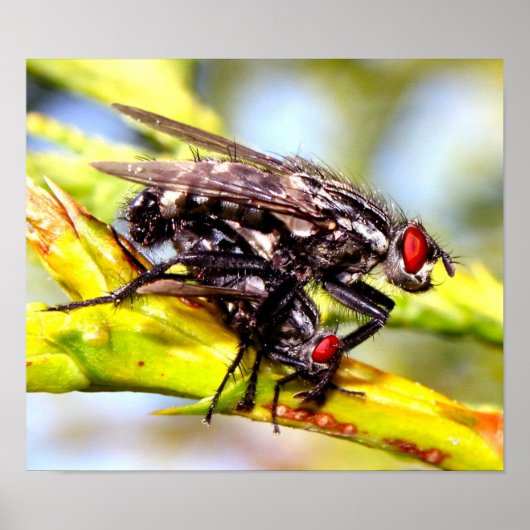 Poster Mouches (Devant)