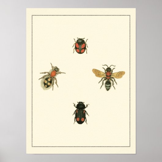 Poster Mouches et coléoptères par Vision Studio (Devant)