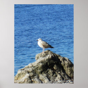 Poster Mouette