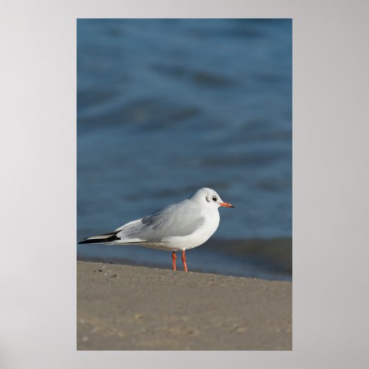 Poster Mouette (Devant)