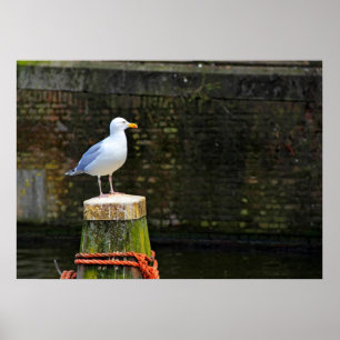 Poster Mouette