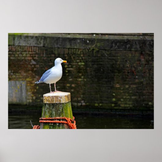 Poster Mouette (Devant)