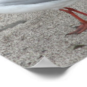 Poster Mouette (Coin)