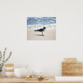 Poster Mouette bonaparte sur la plage Couleur 16x20 (Cuisine)