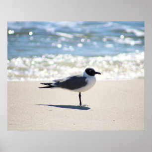 Poster Mouette bonaparte sur la plage Couleur 16x20
