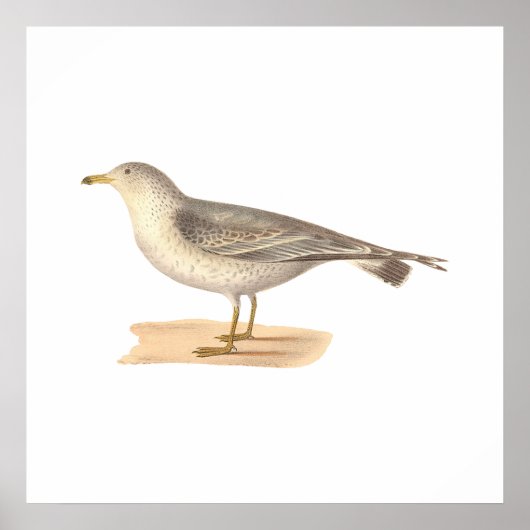 Poster Mouette d'Amérique commune (Larus zonorhyncus) (Devant)