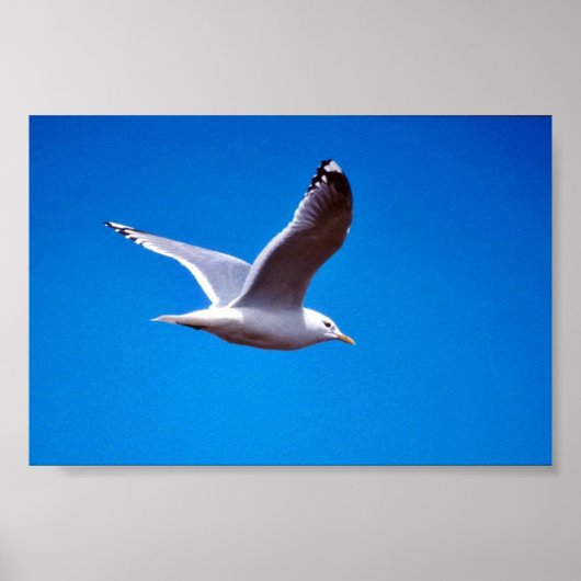 Poster Mouette de lait en vol (Devant)