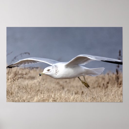 Poster Mouette en vol (Devant)