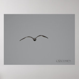 Poster Mouette en vol