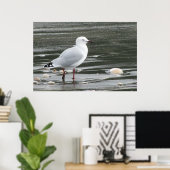 Poster Mouette et coquilles en mer (Bureau à domicile)