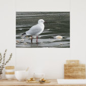 Poster Mouette et coquilles en mer (Cuisine)