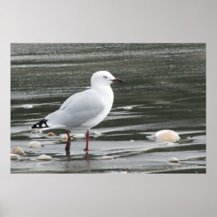 Poster Mouette et coquilles en mer