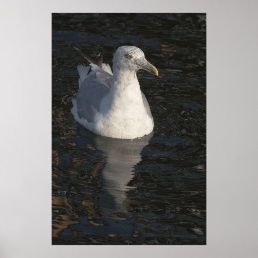 Poster Mouette flottante (Devant)