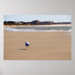 Poster Mouette Solitaire sur la Plage de l'Île de Kiawah