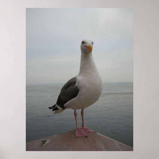 Poster Mouette souriante (Devant)