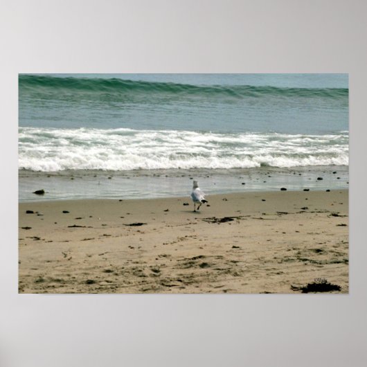 Poster Mouette sur la plage (Devant)