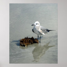 Mouette sur la plage avec algues
