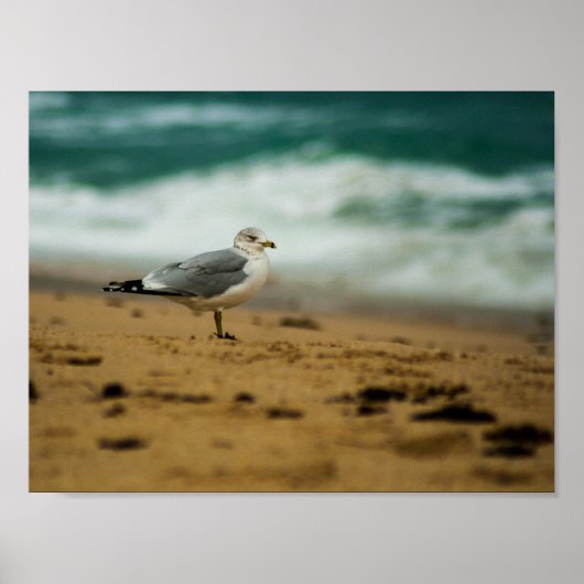 Poster Mouette sur la plage, Floride (Devant)