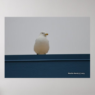 Poster Mouette sur le toit bleu II
