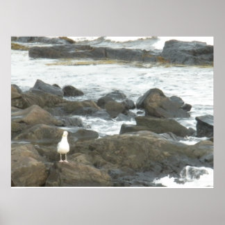 Poster Mouette sur rochers