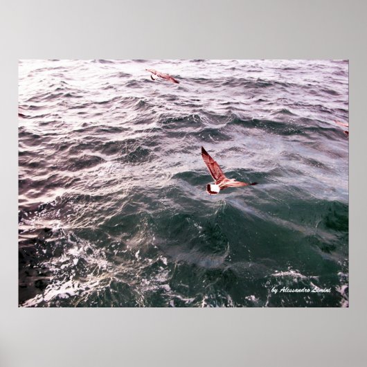 POSTER MOUETTE VOLANT AU-DESSUS DES VAGUES (Devant)